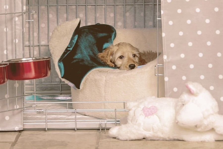 ¿Cuándo Estará Listo Mi Cachorro Para Dormir Fuera De La Jaula? ¿cuándo Estará Listo Mi Cachorro Para Dormir Fuera De La