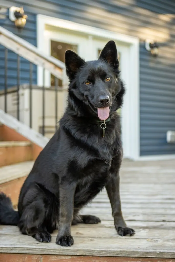 Un perro negro recubierto de troncos sobre una plataforma de madera
