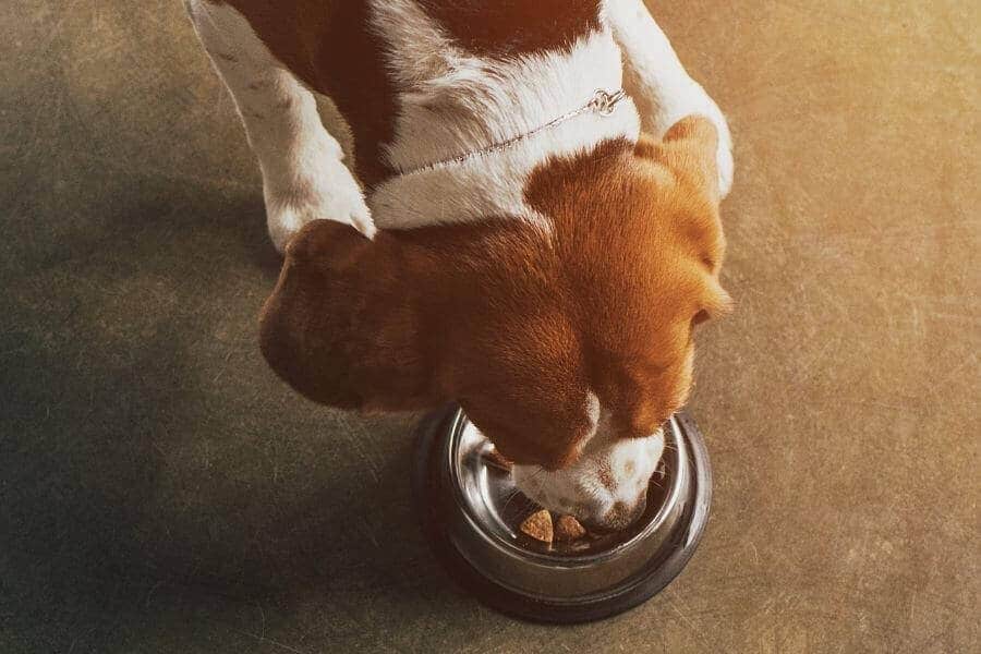 ¿pueden Los Perros Comer Maracuyá?