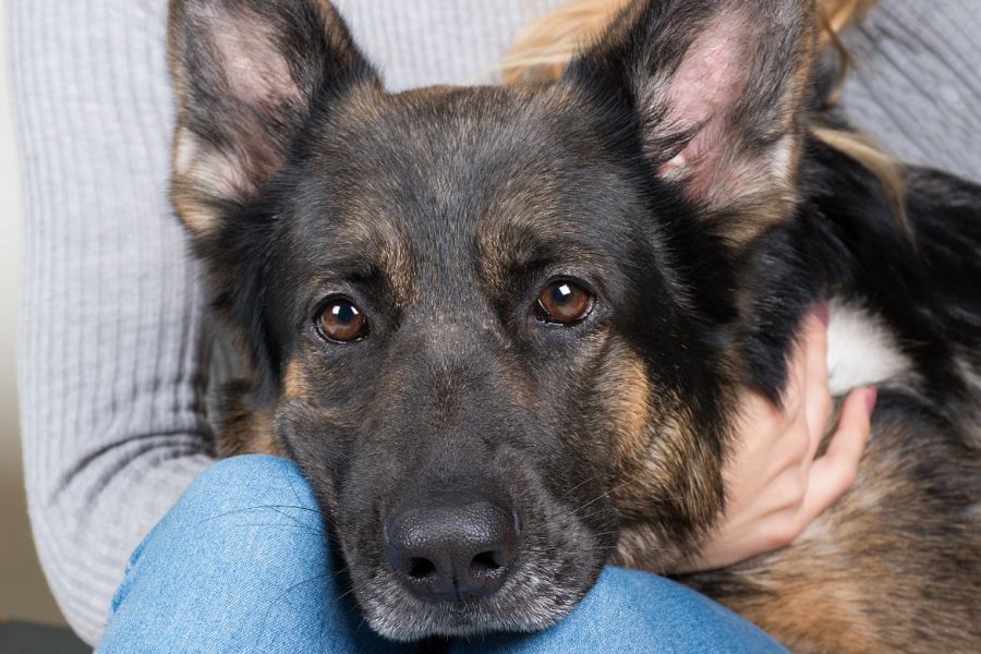 ¿por Qué Mi Perro Se Acuesta Sobre Mí? ¿debería Estar