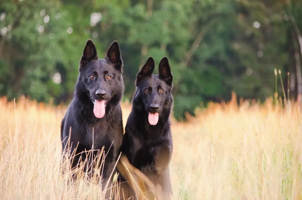 dos grandes pastores alemanes negros