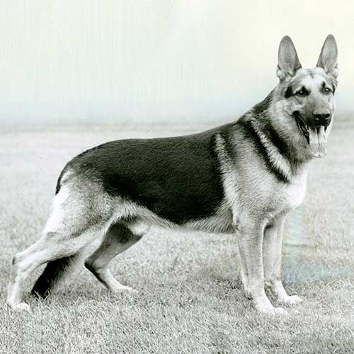 Imagen en blanco y negro de un perro pastor alemán.