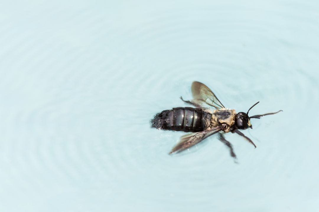 ¿Pueden Nadar Las Abejas? Una Respuesta No Tan Simple ¿pueden Nadar Las Abejas? Una Respuesta No Tan Simple