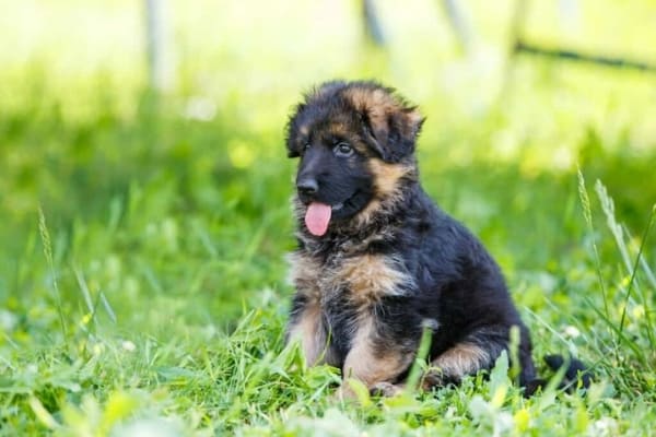 Cómo-disciplinar-a-un-cachorro-de-pastor-alemán