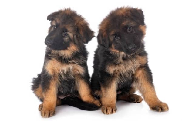 Cómo-disciplinar-a-un-cachorro-de-pastor-alemán