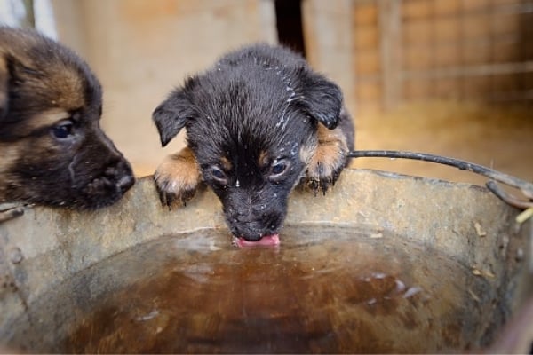 ¿Por qué mi cachorro de pastor alemán bebe tanta agua?