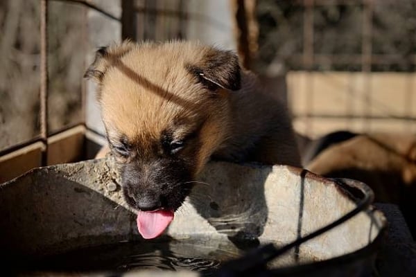 Cachorro de pastor alemán bebiendo agua