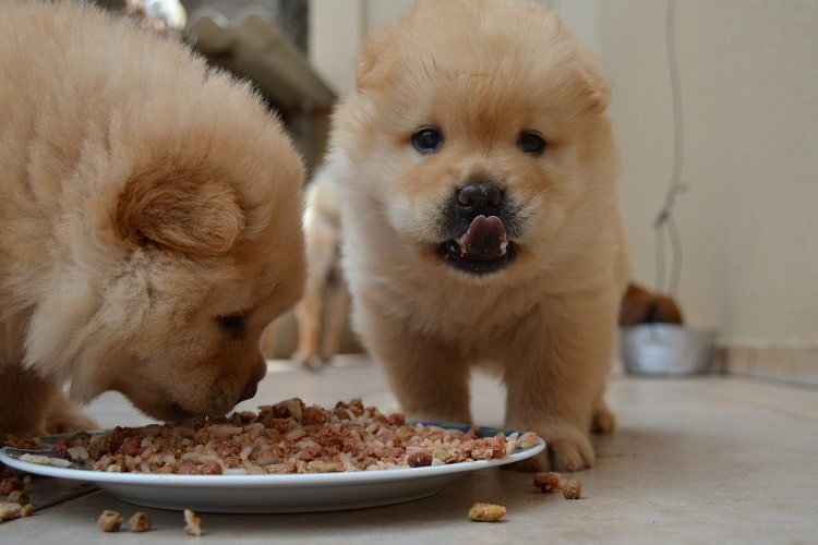 ¿A qué edad se debe dejar de remojar la comida para cachorros?