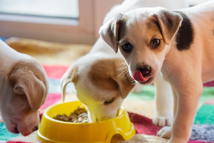 ¿Pueden los cachorros comer comida seca?