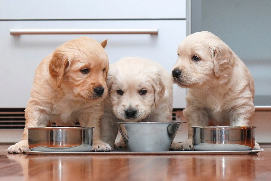 Remojar La Comida Para Cachorros: Por Qué Y Cuándo Dejar