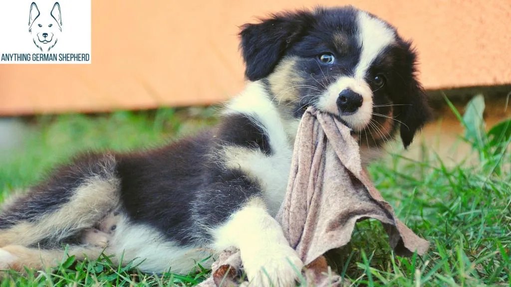 ¿Cuales son las señales de que a un cachorro australiano le están saliendo los dientes?