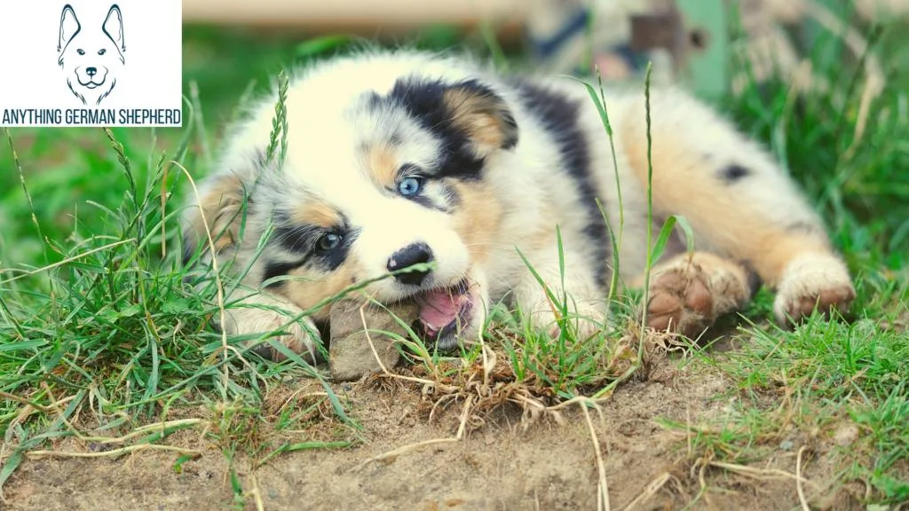 Cómo-calmar-mi-cachorro-australiano-en-la-dentición