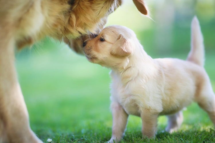 ¿Cuándo empezar a destetar a un cachorro?