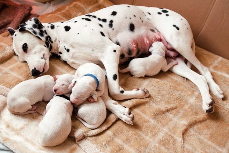 Destetar a un cachorro de su madre