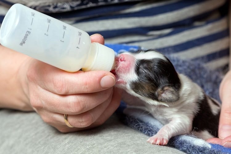 Destetar a un cachorro alimentado con biberón