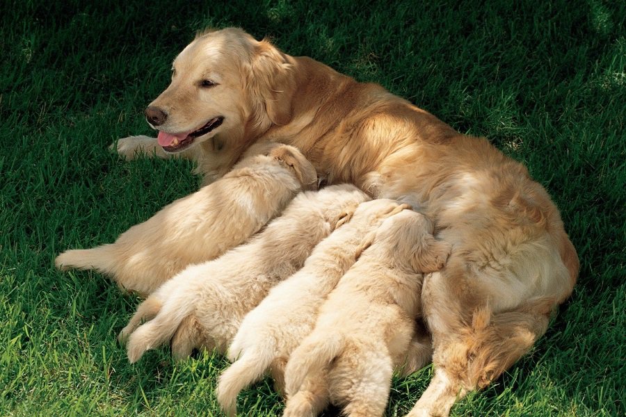 ¿cuándo Dejan Los Cachorros De Beber Leche De Su Madre?