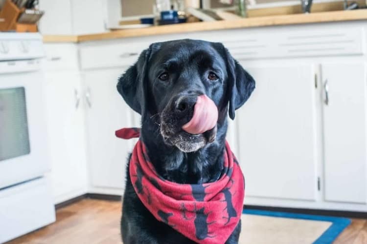 ¿Deberían los perros comer palitos de pescado?