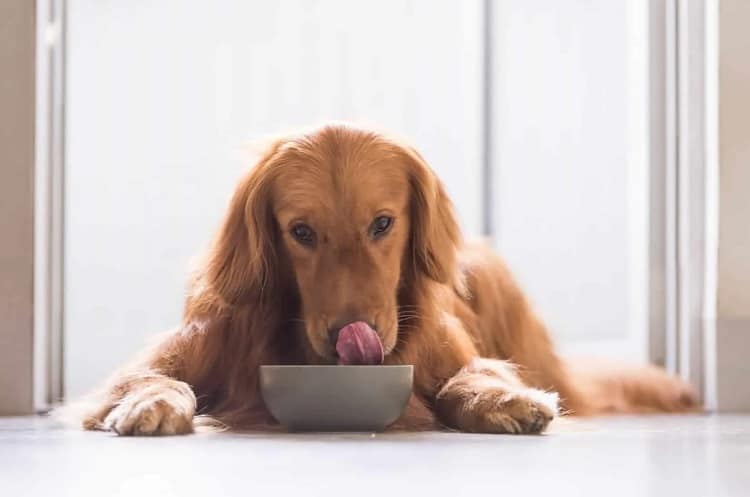 ¿Cómo sé si mi perro puede comer palitos de pescado de forma segura?