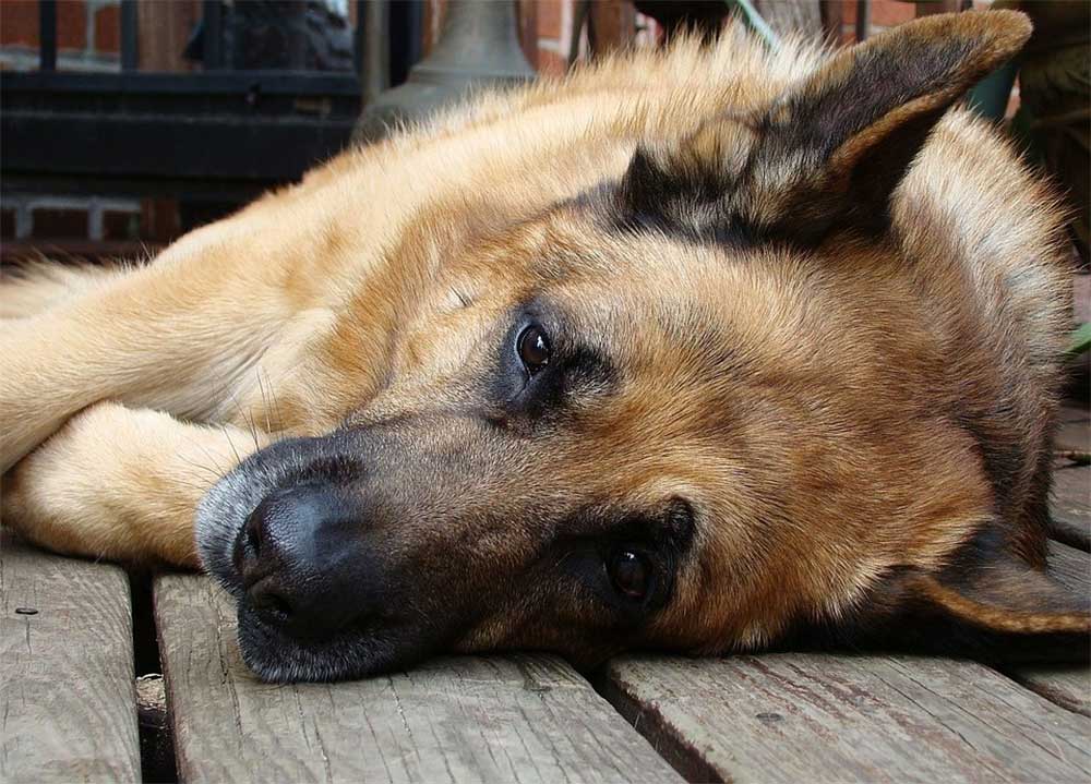 ¿Por qué mi perro pastor alemán duerme boca arriba?