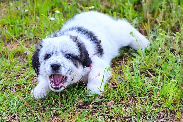 ¿Por qué es importante el ladrido de un cachorro?