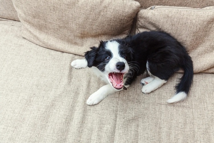 ¿Cuándo empiezan a ladrar los cachorros? 3 Evite que los ladridos se conviertan en un mal hábito