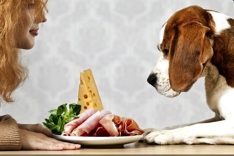 ¿Cómo puede la carne ser mala para los perros?