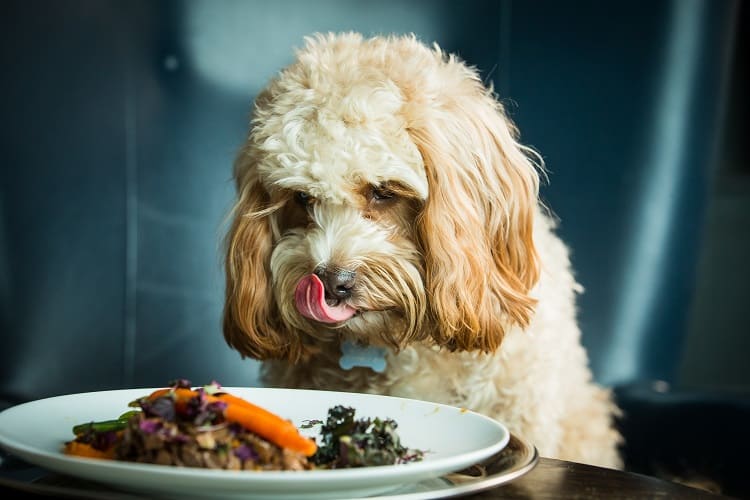 Qué hacer si mi perro come sobras de carne