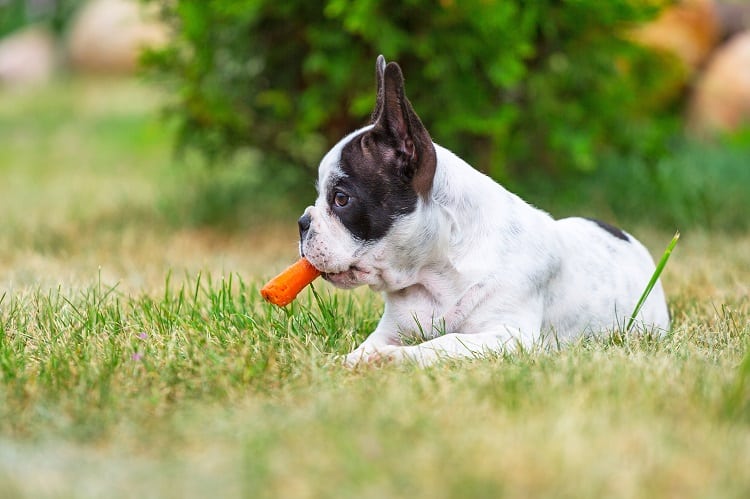  Alternativas a la carne sobrante para tu perro