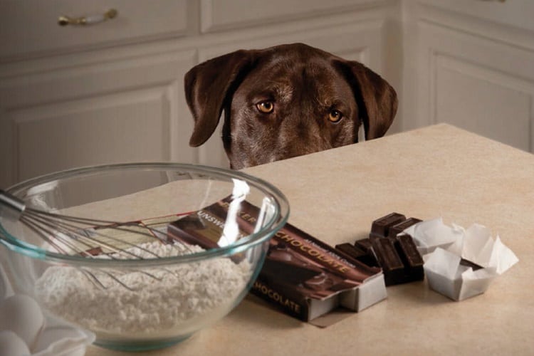 Otros alimentos tóxicos para perros