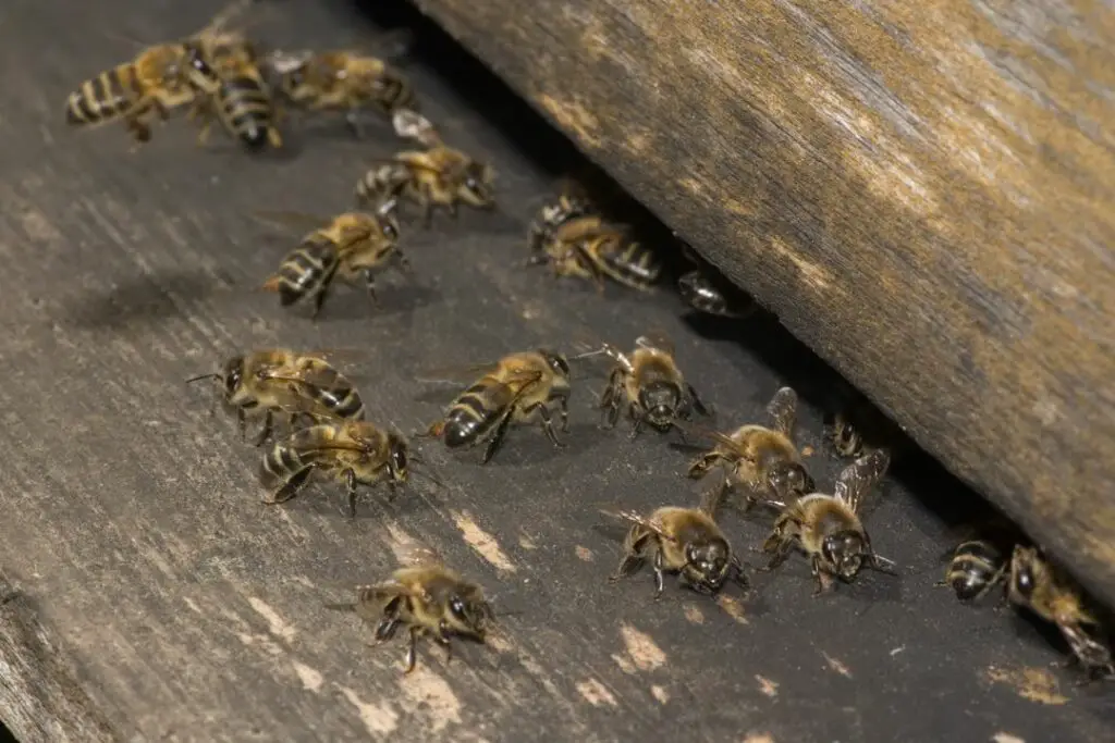 abejas realizando una danza de meneo en la entrada de su colmena