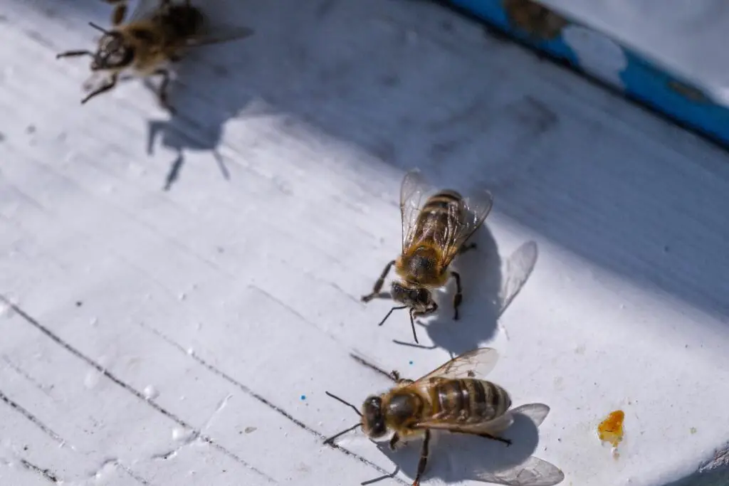 abeja protectora inspeccionando el olor de un visitante para ver si es miembro de la misma colmena