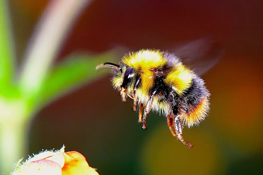 ¿Pueden Oler Las Abejas? (Explicación Del Olor Y El Sentido Del Olfato De Las Abejas) ¿pueden Oler Las Abejas? (explicación Del Olor Y El Sentido