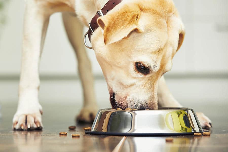 ¿pueden Los Perros Comer Cheerios Con Miel Y Nueces?