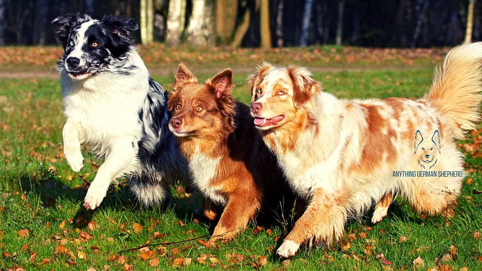 ¿Los pastores australianos son buenos con otros perros? 2 Hacer-pastores-australianos-como-otros-perros