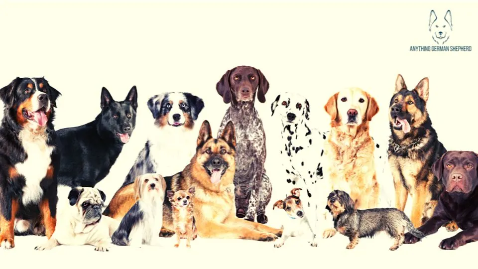 ¿Los pastores australianos son buenos con otros perros? 3 Los mejores perros de compañía para los pastores australianos
