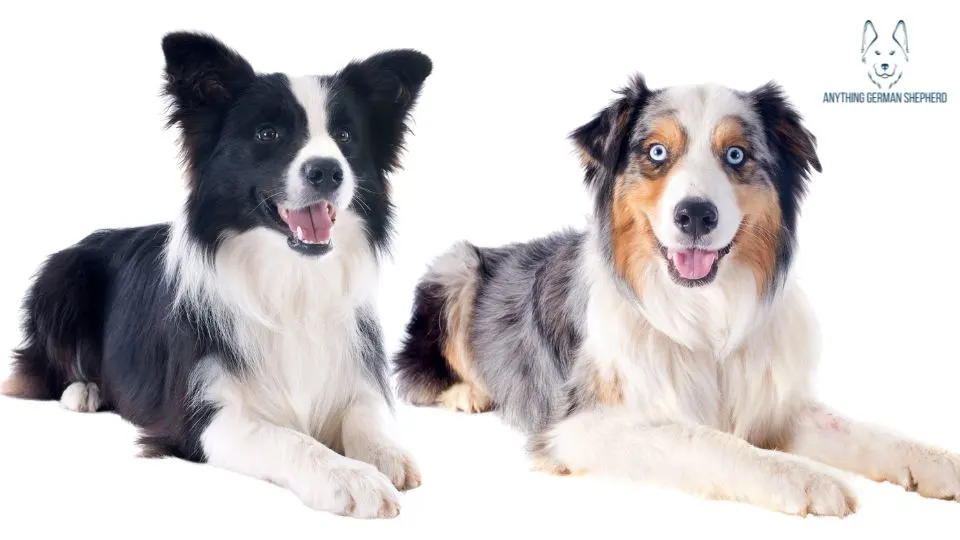 ¿Los pastores australianos son buenos con otros perros? 4 pastor-australiano-y-border-collie