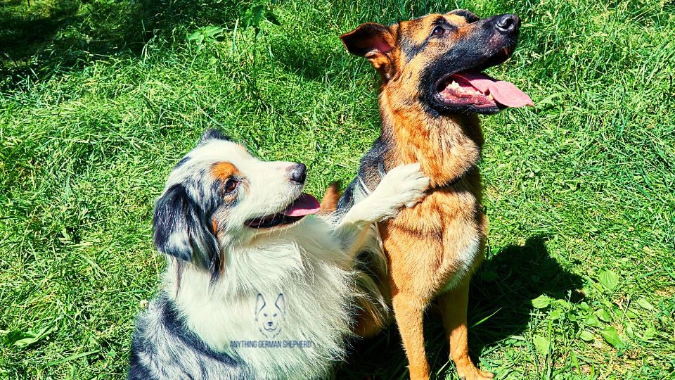¿Los pastores australianos son buenos con otros perros? 6 pastor-australiano-y-pastor-alemán-sentados-juntos-en-el-cesped