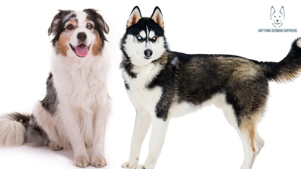 ¿Los pastores australianos son buenos con otros perros? 7 Pastor-australiano-y-husky-siberiano-sentados-juntos