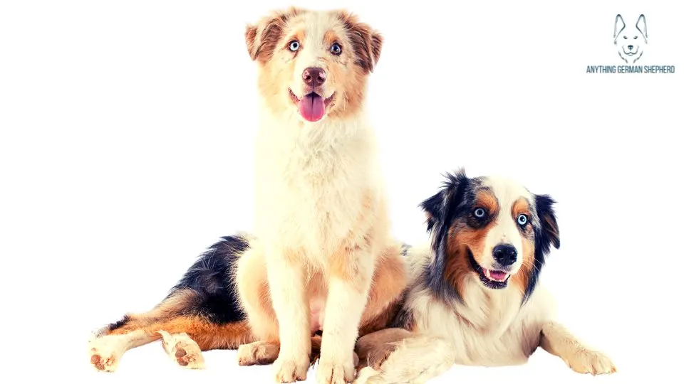¿Los pastores australianos son buenos con otros perros? 8 ¿Es-bueno-tener-dos-pastores-australianos?