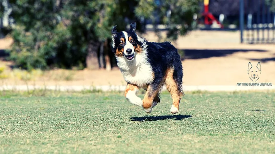 ¿Los pastores australianos son buenos con otros perros? 9 Son-pastores-australianos-hiperperros