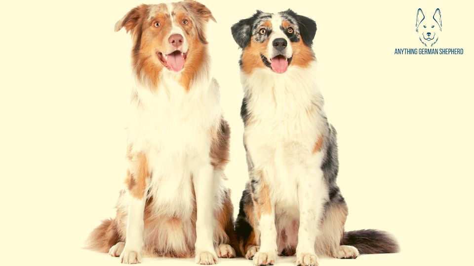 ¿Los Pastores Australianos Son Buenos Con Otros Perros? ¿los Pastores Australianos Son Buenos Con Otros Perros?