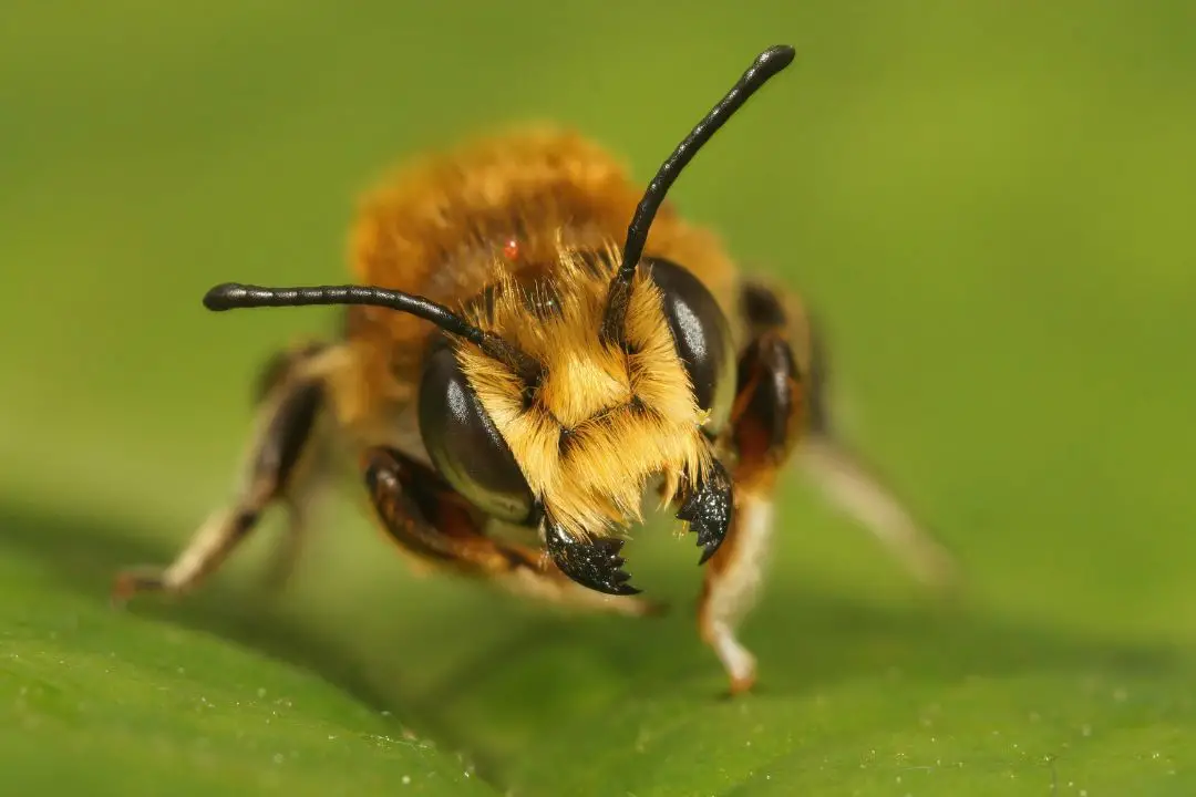 ¿Pueden Las Abejas Morder? (Una Respuesta Sorprendente) ¿pueden Las Abejas Morder? (una Respuesta Sorprendente)