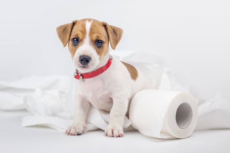 ¿Por qué mi cachorro no hace caca afuera y qué puedo hacer al respecto? 2 Entrenamiento para ir al baño