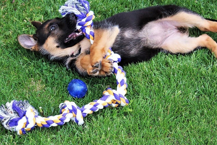 Cachorro excitante y juguetón.