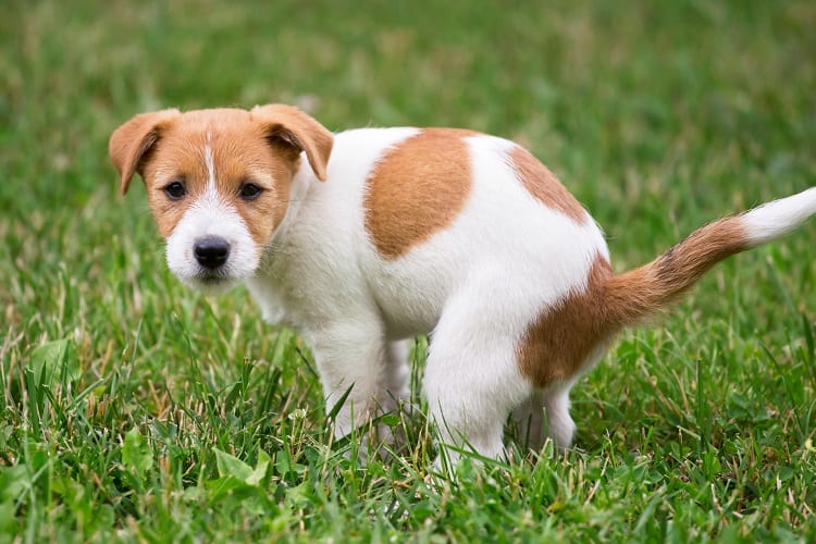 Qué puedes hacer para animar a tu cachorro a hacer caca al aire libre