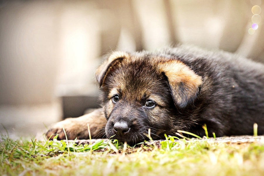 ¿por Qué Mi Cachorro No Hace Caca Afuera Y Qué