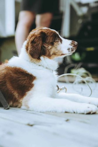 Mezcla de pastor australiano y goldendoodle