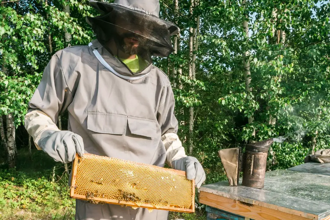 ¿por Qué La Miel Es Mala Para Las Abejas? (la