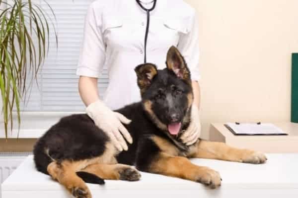 Cuándo-cambiar-un-cachorro-de-pastor-alemán-por-comida-para-perros-adultos