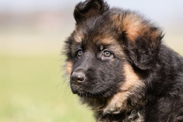 Cuándo-cambiar-un-cachorro-de-pastor-alemán-por-comida-para-perros-adultos